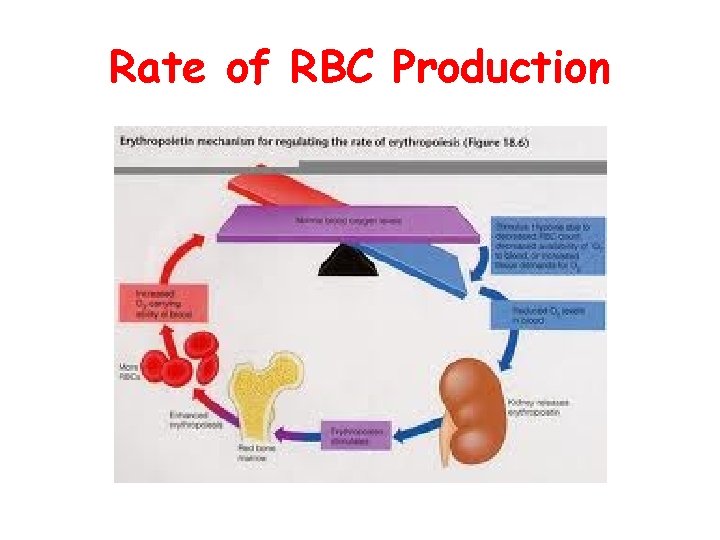 Rate of RBC Production 