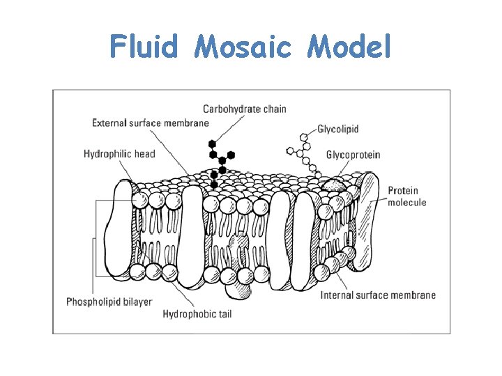 Fluid Mosaic Model 