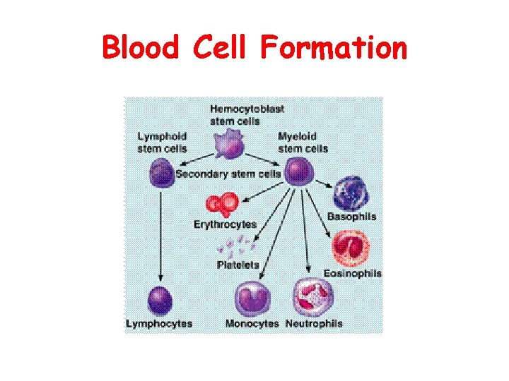 Blood Cell Formation 