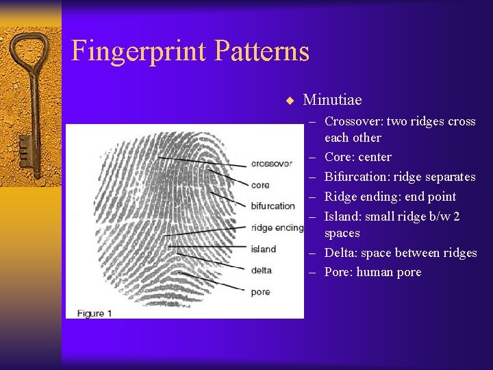 Fingerprint Patterns ¨ Minutiae – Crossover: two ridges cross each other – Core: center