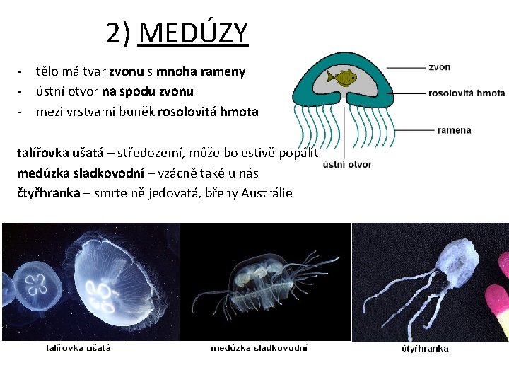 2) MEDÚZY - tělo má tvar zvonu s mnoha rameny ústní otvor na spodu