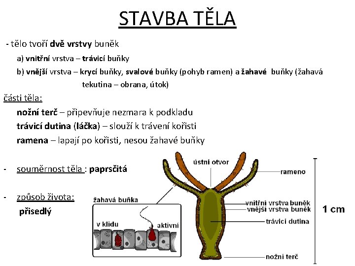 STAVBA TĚLA - tělo tvoří dvě vrstvy buněk a) vnitřní vrstva – trávicí buňky