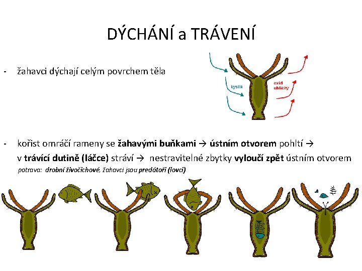 DÝCHÁNÍ a TRÁVENÍ - žahavci dýchají celým povrchem těla - kořist omráčí rameny se