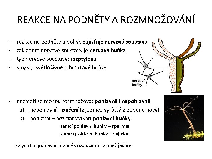 REAKCE NA PODNĚTY A ROZMNOŽOVÁNÍ - reakce na podněty a pohyb zajišťuje nervová soustava