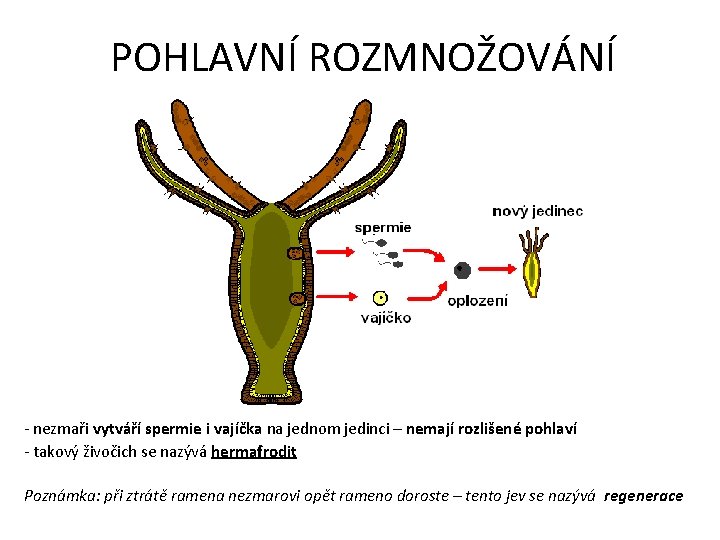 POHLAVNÍ ROZMNOŽOVÁNÍ - nezmaři vytváří spermie i vajíčka na jednom jedinci – nemají rozlišené