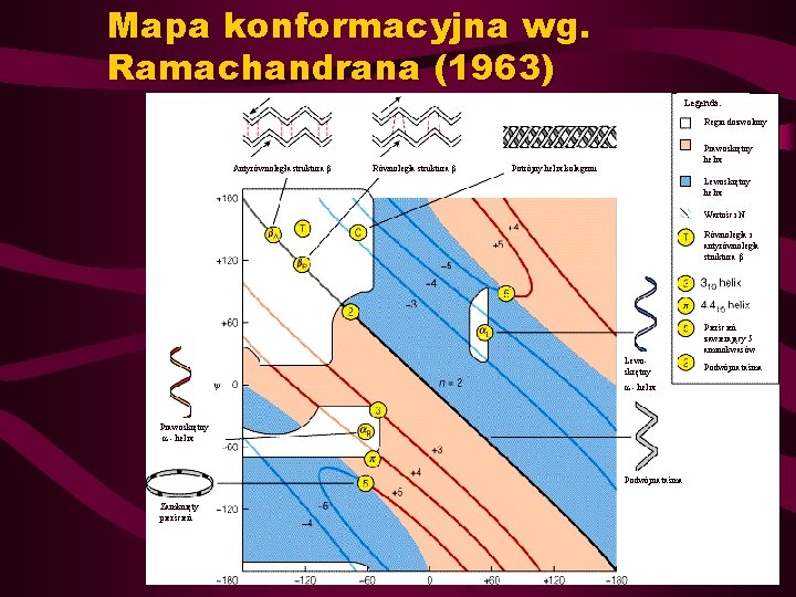 Mapa konformacyjna wg. Ramachandrana (1963) Legenda: Regin dozwolony Antyrównoległa struktura Równoległa struktura Prawoskrętny helix