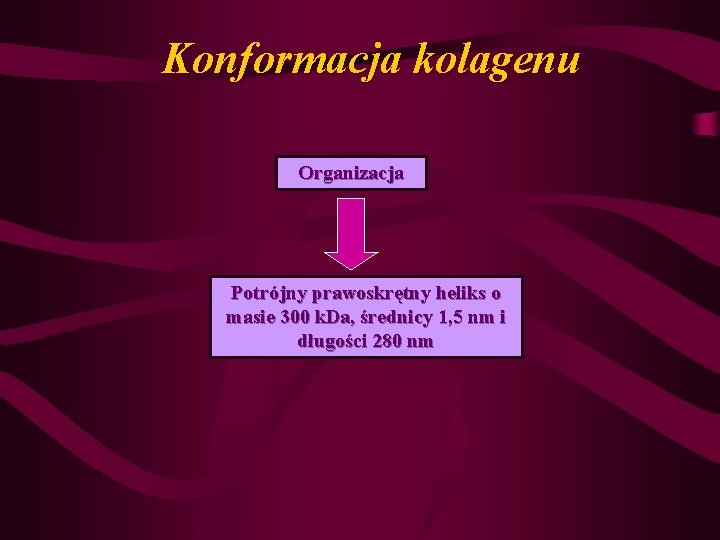 Konformacja kolagenu Organizacja Potrójny prawoskrętny heliks o masie 300 k. Da, średnicy 1, 5