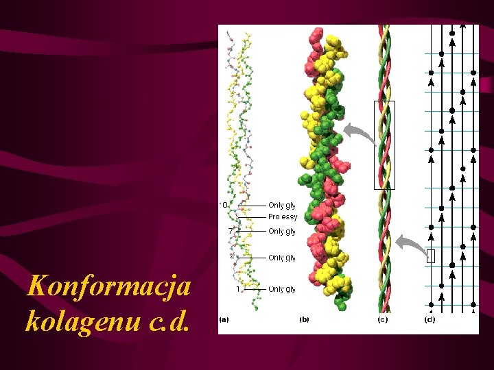 Konformacja kolagenu c. d. 