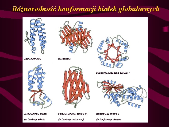 Różnorodność konformacji białek globularnych Miohemoerytryna Prealbumina Kinaza pirogronianowa, domena 1 Białko obronne tytoniu Immunoglobulina,