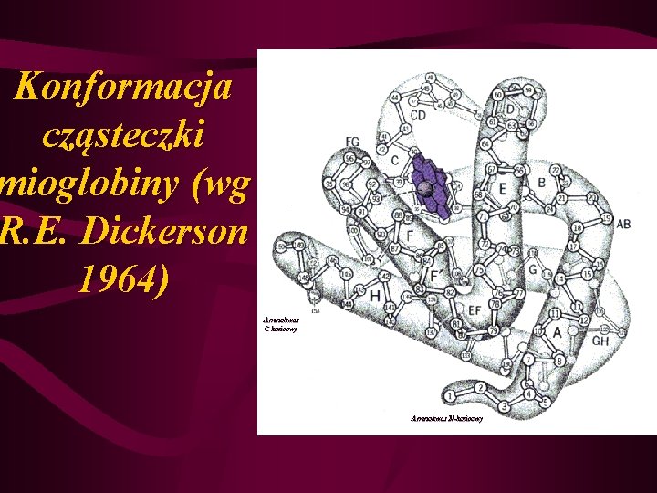 Konformacja cząsteczki mioglobiny (wg R. E. Dickerson 1964) Aminokwas C-końcowy Aminokwas N-końcowy 