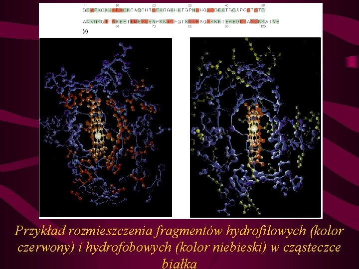 Przykład rozmieszczenia fragmentów hydrofilowych (kolor czerwony) i hydrofobowych (kolor niebieski) w cząsteczce białka 