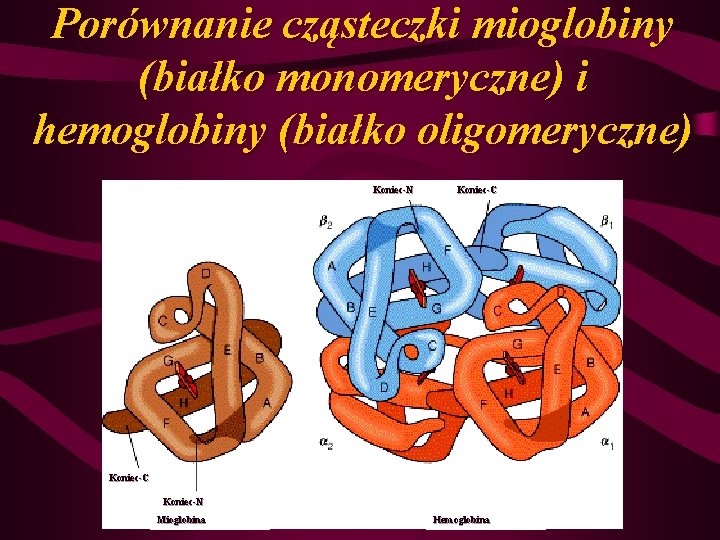 Porównanie cząsteczki mioglobiny (białko monomeryczne) i hemoglobiny (białko oligomeryczne) Koniec-N Koniec-C Koniec-N Mioglobina Hemoglobina