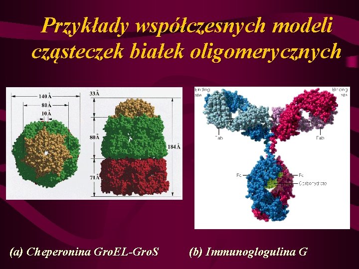 Przykłady współczesnych modeli cząsteczek białek oligomerycznych (a) Cheperonina Gro. EL-Gro. S (b) Immunoglogulina G