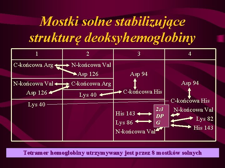 Mostki solne stabilizujące strukturę deoksyhemoglobiny 1 C-końcowa Arg N-końcowa Val Asp 126 Lys 40