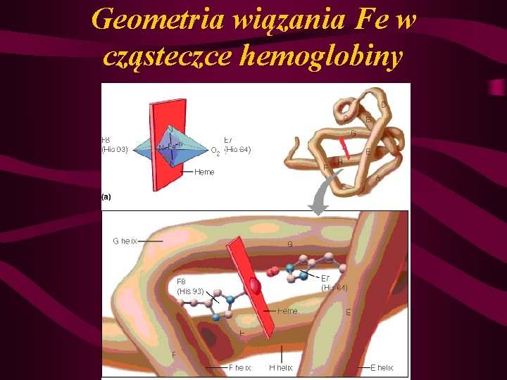 Geometria wiązania Fe w cząsteczce hemoglobiny 