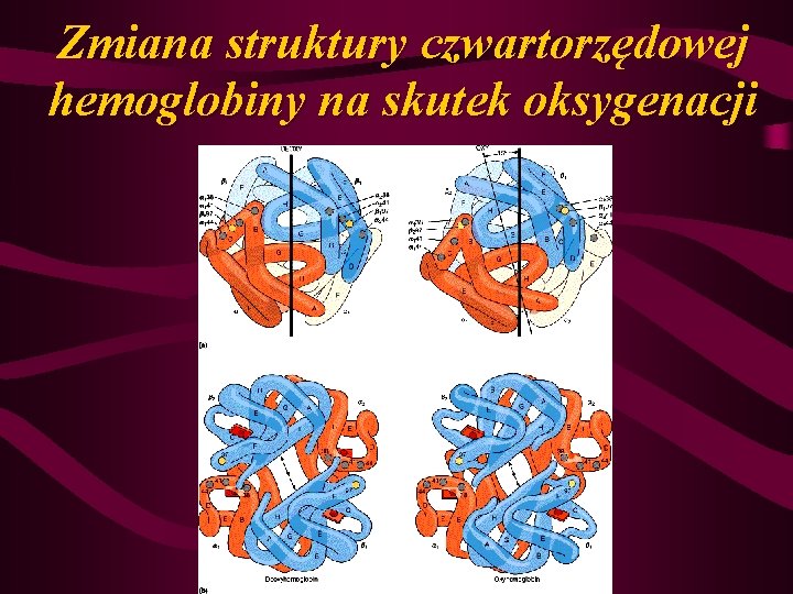 Zmiana struktury czwartorzędowej hemoglobiny na skutek oksygenacji 