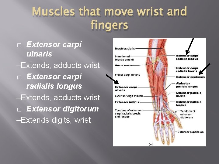 Muscles that move wrist and fingers Extensor carpi ulnaris –Extends, adducts wrist � Extensor