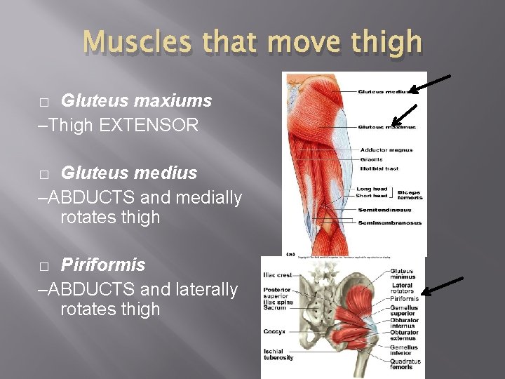 Muscles that move thigh Gluteus maxiums –Thigh EXTENSOR � Gluteus medius –ABDUCTS and medially