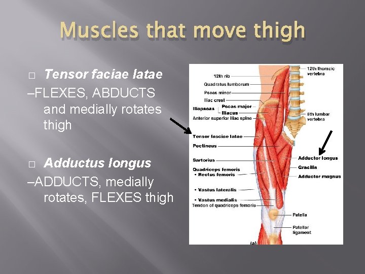 Muscles that move thigh Tensor faciae latae –FLEXES, ABDUCTS and medially rotates thigh �