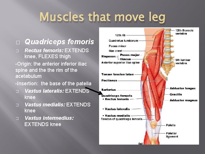 Muscles that move leg � Quadriceps femoris Rectus femoris: EXTENDS knee, FLEXES thigh -Origin: