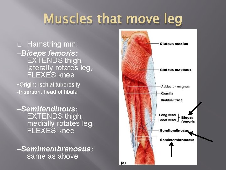 Muscles that move leg Hamstring mm: –Biceps femoris: EXTENDS thigh, laterally rotates leg, FLEXES