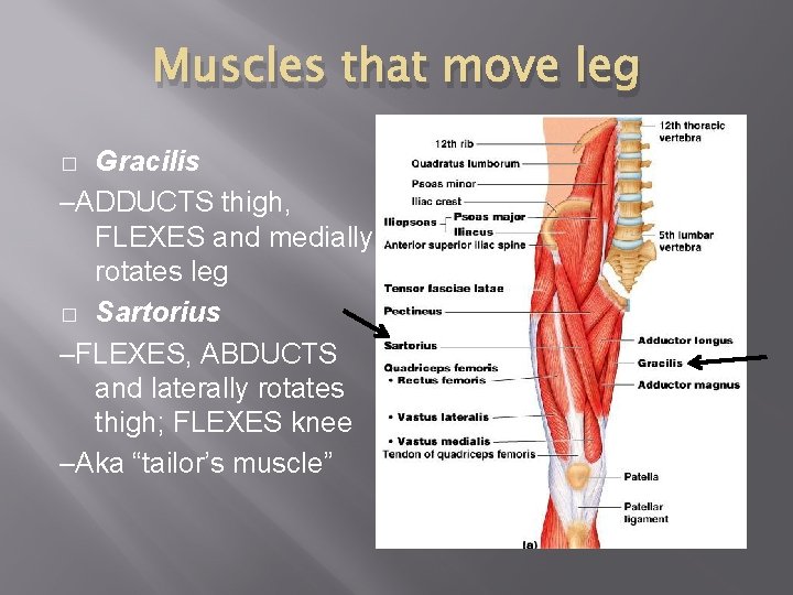 Muscles that move leg Gracilis –ADDUCTS thigh, FLEXES and medially rotates leg � Sartorius