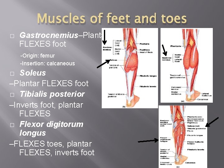 Muscles of feet and toes � Gastrocnemius–Plantar FLEXES foot -Origin: femur -Insertion: calcaneous Soleus