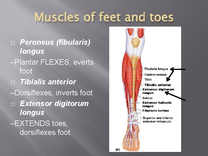 Muscles of feet and toes Peroneus (fibularis) longus –Plantar FLEXES, everts foot � Tibialis