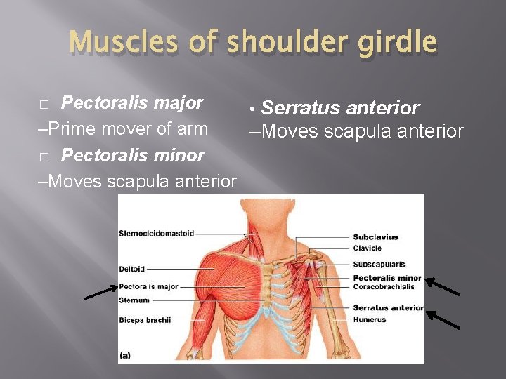 Muscles of shoulder girdle Pectoralis major • Serratus anterior –Prime mover of arm –Moves