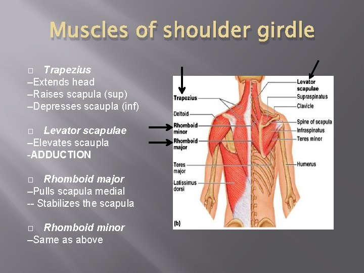 Muscles of shoulder girdle Trapezius –Extends head –Raises scapula (sup) –Depresses scaupla (inf) �