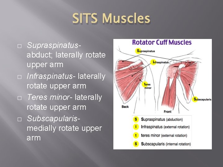 SITS Muscles � � Supraspinatusabduct; laterally rotate upper arm Infraspinatus- laterally rotate upper arm