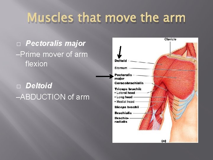 Muscles that move the arm Pectoralis major –Prime mover of arm flexion � Deltoid