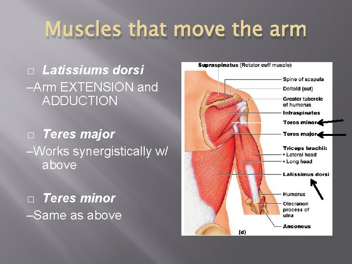 Muscles that move the arm Latissiums dorsi –Arm EXTENSION and ADDUCTION � Teres major