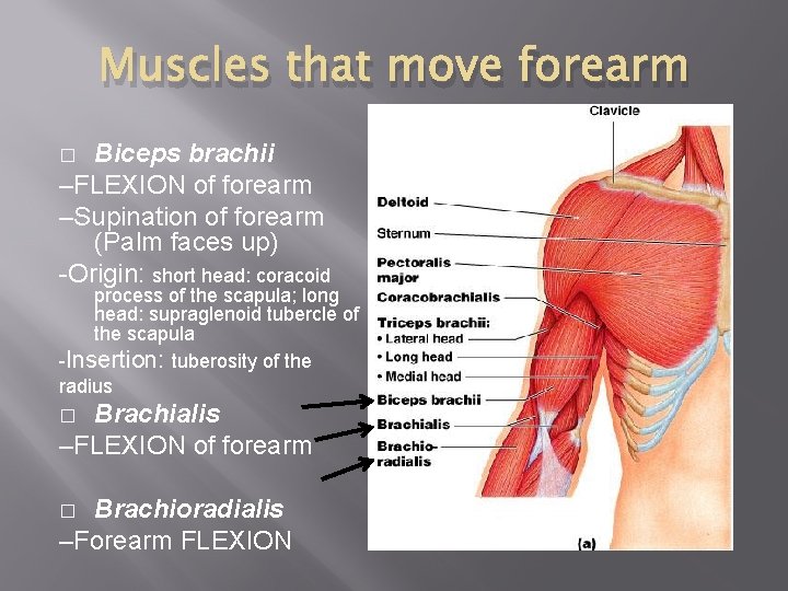 Muscles that move forearm Biceps brachii –FLEXION of forearm –Supination of forearm (Palm faces