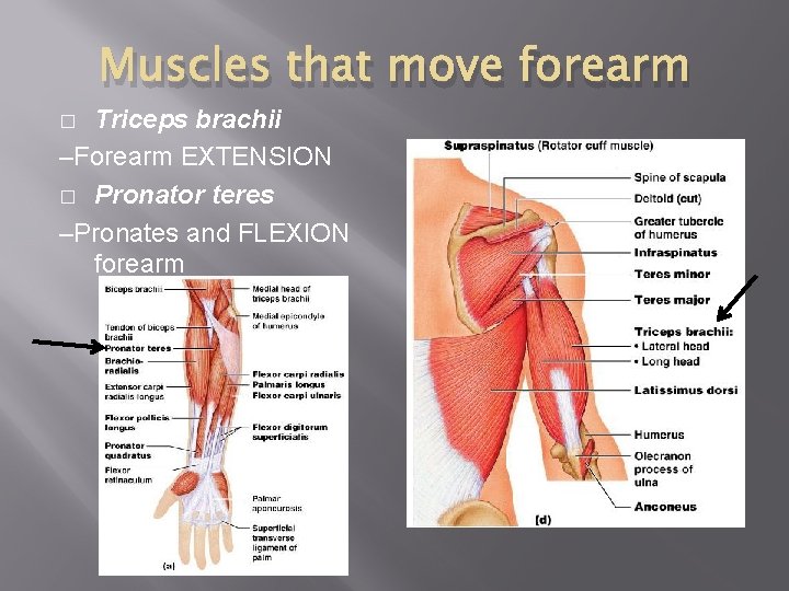 Muscles that move forearm Triceps brachii –Forearm EXTENSION � Pronator teres –Pronates and FLEXION