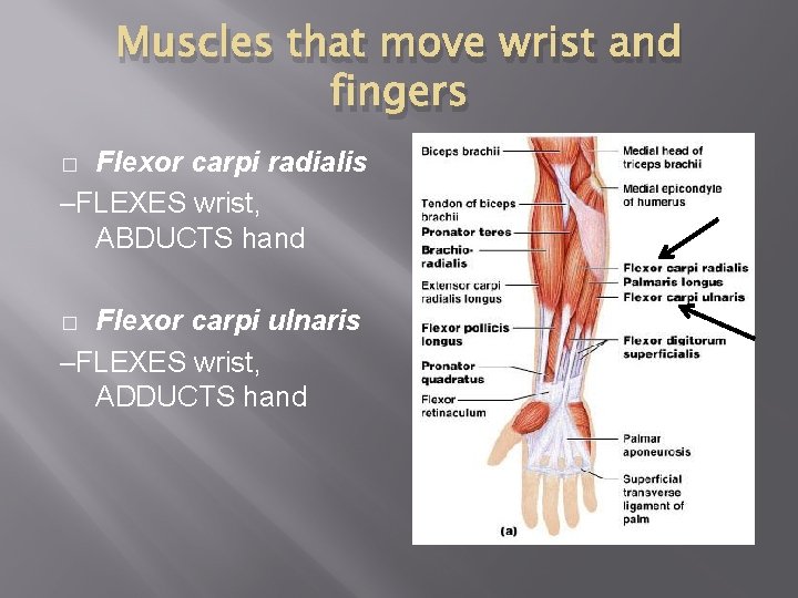 Muscles that move wrist and fingers Flexor carpi radialis –FLEXES wrist, ABDUCTS hand �