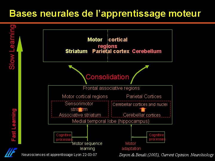 Slow Learning Bases neurales de l’apprentissage moteur Motor cortical regions Striatum Parietal cortex Cerebellum