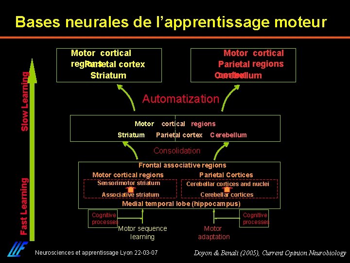 Slow Learning Bases neurales de l’apprentissage moteur Motor cortical regions Parietal cortex Striatum Motor