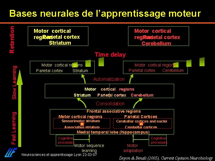 Slow Learning Retention Bases neurales de l’apprentissage moteur Motor cortical Parietal cortex regions Striatum