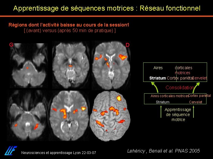 Apprentissage de séquences motrices : Réseau fonctionnel Régions dont l’activité baisse au cours de