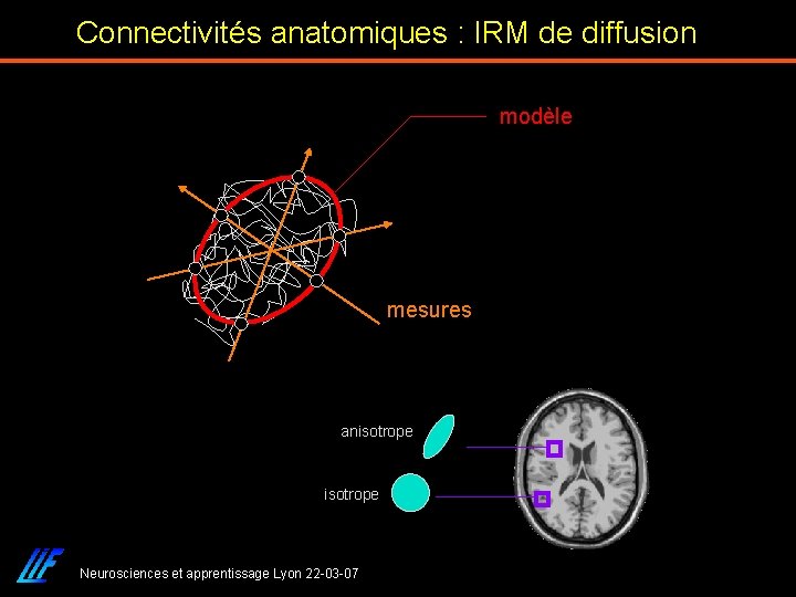 Connectivités anatomiques : IRM de diffusion modèle mesures anisotrope Neurosciences et apprentissage Lyon 22