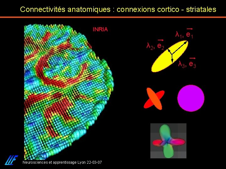 Connectivités anatomiques : connexions cortico - striatales INRIA λ 1, e 1 λ 2,