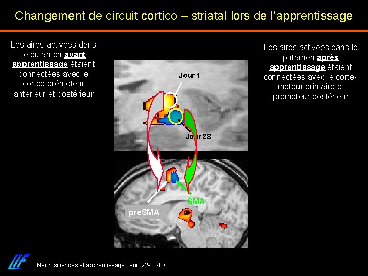 Changement de circuit cortico – striatal lors de l’apprentissage Les aires activées dans le