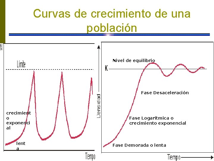 Curvas de crecimiento de una población Nivel de equilibrio Fase Desaceleración crecimient o exponenci