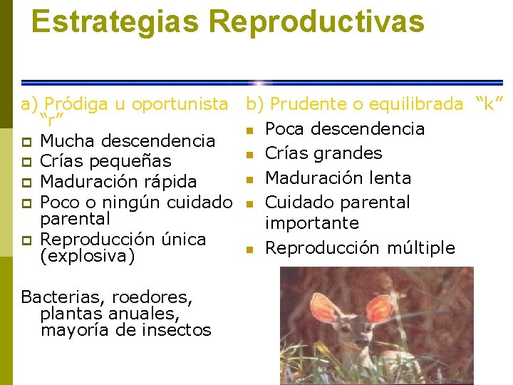 Estrategias Reproductivas a) Pródiga u oportunista b) Prudente o equilibrada “k” “r” n Poca