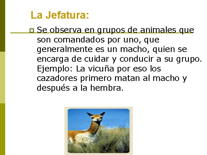 La Jefatura: p Se observa en grupos de animales que son comandados por uno,