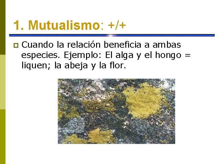 1. Mutualismo: +/+ p Cuando la relación beneficia a ambas especies. Ejemplo: El alga