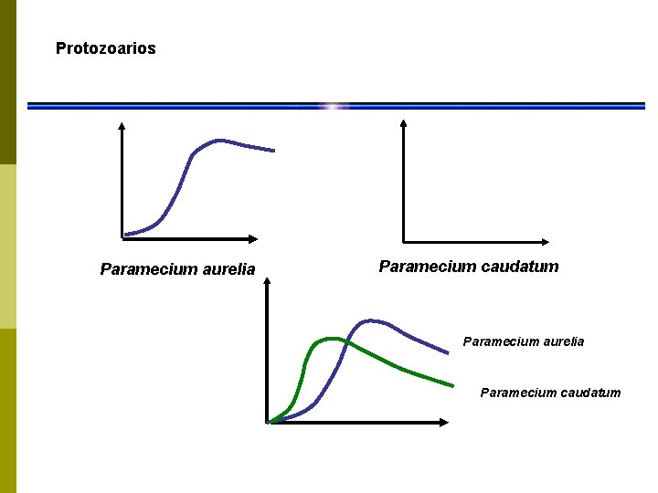 Protozoarios Paramecium aurelia Paramecium caudatum 