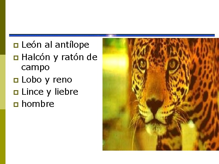 León al antílope p Halcón y ratón de campo p Lobo y reno p