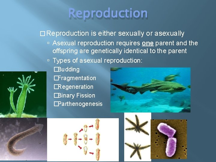 Reproduction � Reproduction is either sexually or asexually Asexual reproduction requires one parent and